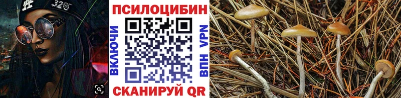 Галлюциногенные грибы Psilocybine cubensis  Нерюнгри 